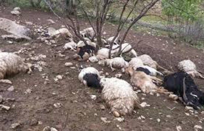۱۰‌ گوسفند بر اثر سیلاب در کهنک گووس شهرستان دلگان تلف شدند