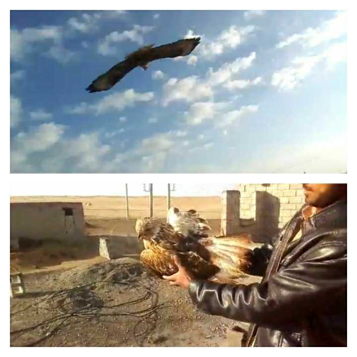 رهاسازی پرنده شکاری شاهین در طبیعت روستای مند بخش جلگه چاه هاشم شهرستان دلگان