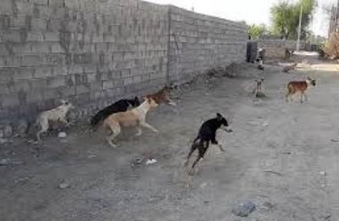 سگ های ولگرد معضل شهروندان گلمورتی/ شهردار: معدوم سازی در دستور کار است