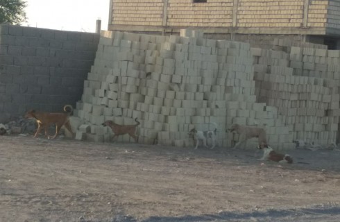 سگ های ولگرد قوز بالا قوز شده اند/ شهرداری گلمورتی و محیط زیست پاسخگو باشند