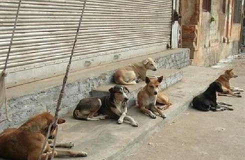 هاری در کمین شهروندان سیستان وبلوچستان/ چه کسی مسئول جمع آوری سگ های ولگرد است؟