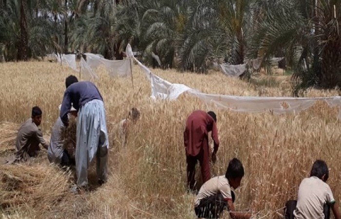 "حشر و مدد" میراثی ماندگار از پیشینیان بلوچ/ تعاون و همکاری در قالب رسمی زیبا