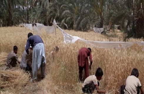 "حشر و مدد" میراثی ماندگار از پیشینیان بلوچ/ تعاون و همکاری در قالب رسمی زیبا