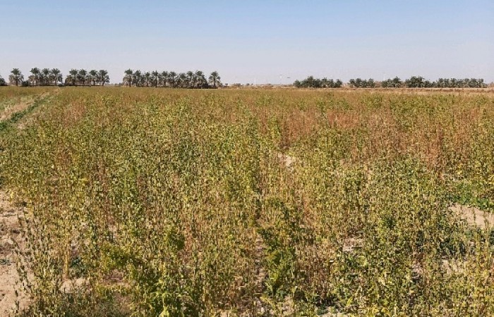 آغاز برداشت کنجد در شهرستان دلگان