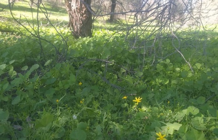 جنگل شی مرید تحفه ای در دل کویر/ شهرستان دلگان سرزمین ناشناخته ها