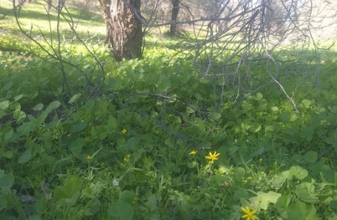 جنگل شی مرید تحفه ای در دل کویر/ شهرستان دلگان سرزمین ناشناخته ها