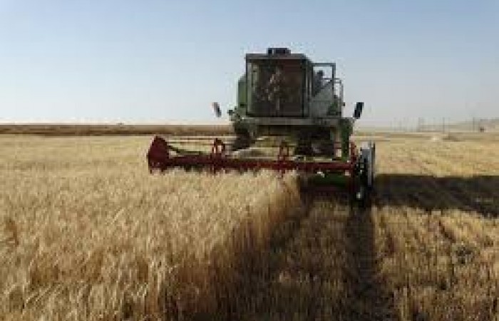 پیش بینی برداشت ۱۸ هزار تن گندم از مزارع کشاورزی دلگان