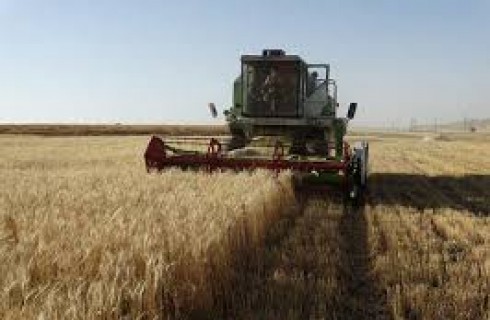 پیش بینی برداشت ۱۸ هزار تن گندم از مزارع کشاورزی دلگان
