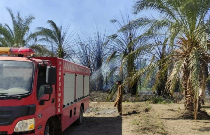 نخلستان جلگه دلگان طعمه حریق شد