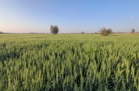 گزارش تصویری/ مزارع گندم شهرستان دلگان