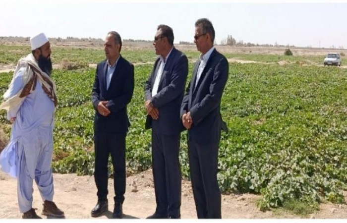 زهک قطب تولید خربزه خارج از فصل