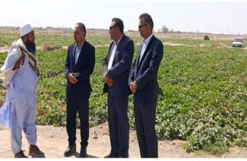 زهک قطب تولید خربزه خارج از فصل