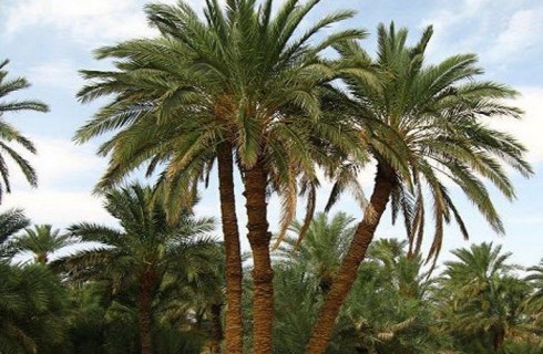 مرز روتک، ظرفیت طلایی کشاورزی