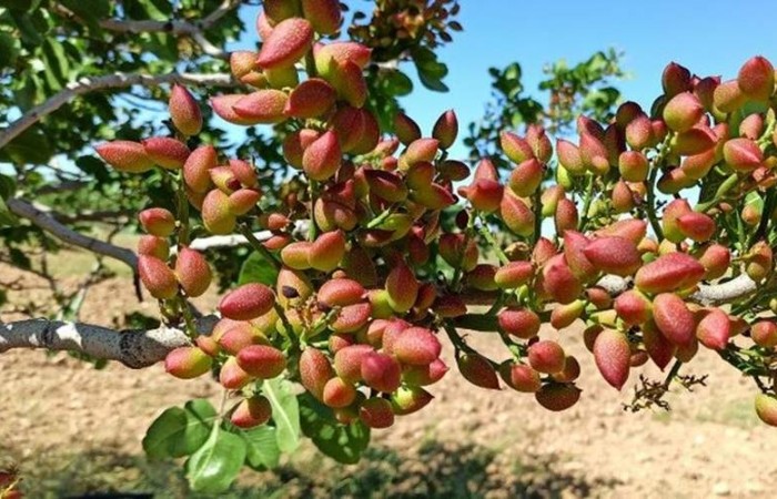 افزایش ۱۰۰۰ هکتاری سطح باغ‌های پسته سیستان‌وبلوچستان
