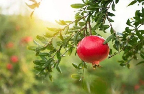 انار مهرستان، طلای سرخ باغ‌های جنوب‌شرق ایران