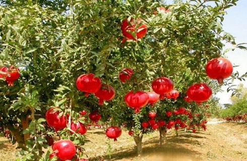 سرخی انار، مهمان باغ‌های زاهدان شد